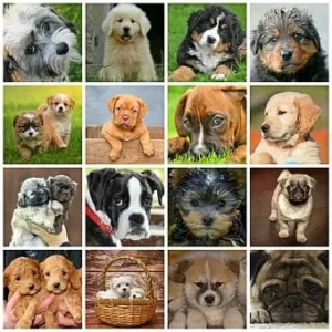 campo semántico razas de perros